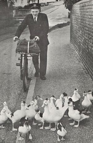 Singing Postman with Ducks